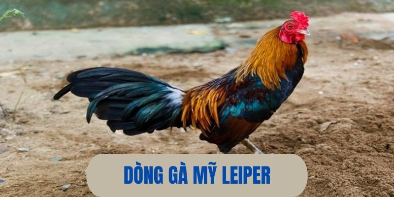 Leiper - Dòng gà nhập Mỹ hot nhất thị trường