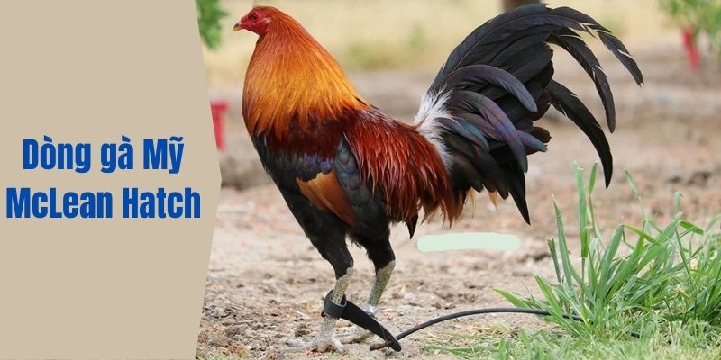 Dòng gà Mỹ McLean Hatch là loại thần kê nổi tiếng nhất